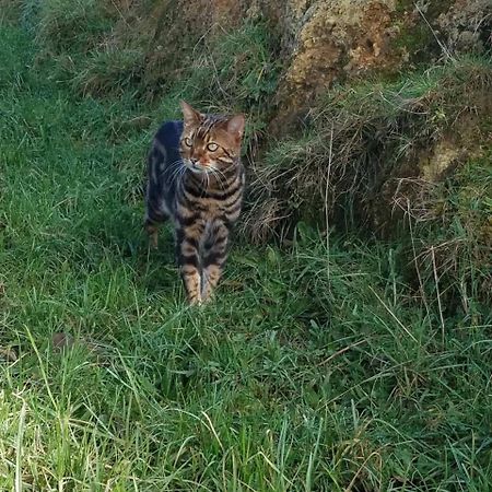 ホテルThe Little Farm Coromandel エクステリア 写真