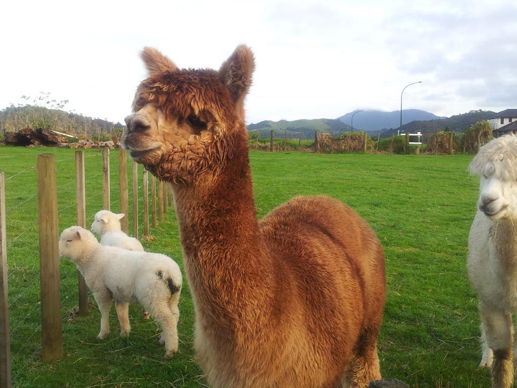 ホテルThe Little Farm Coromandel エクステリア 写真