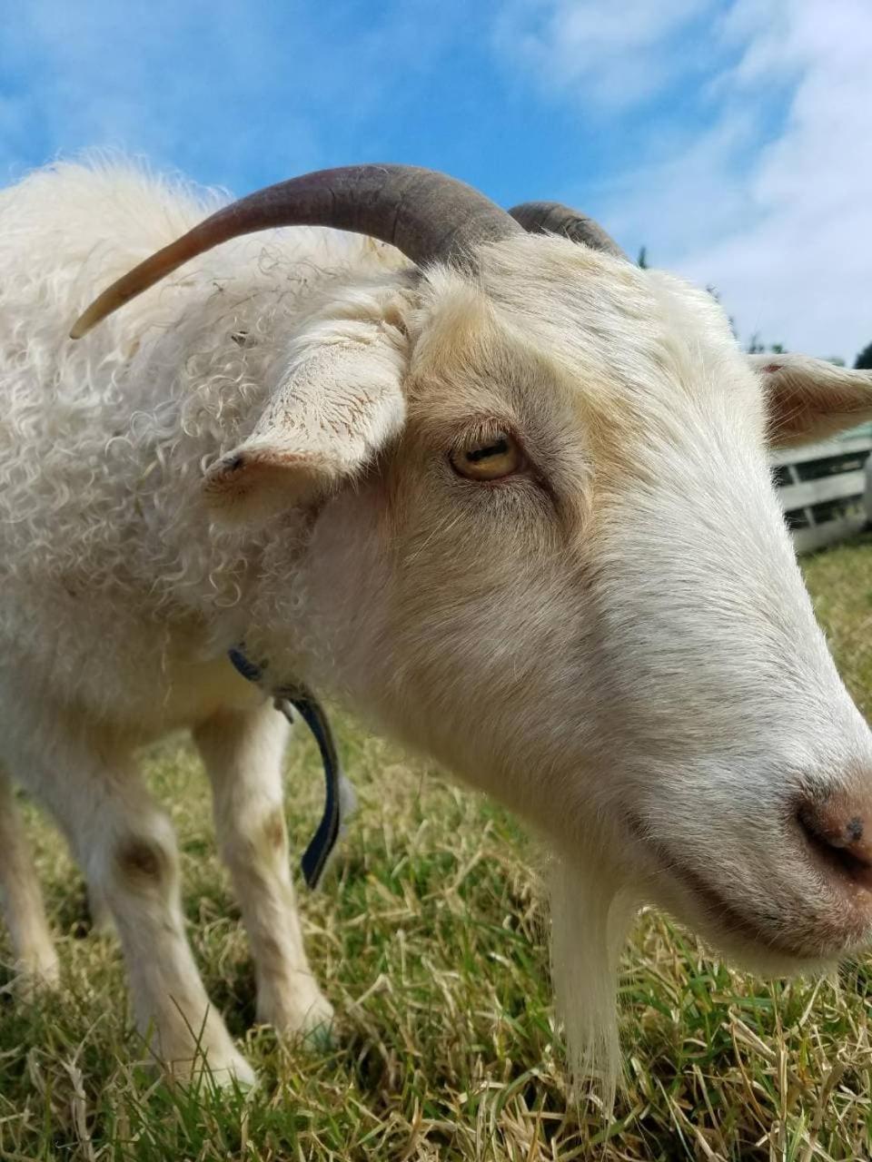ホテルThe Little Farm Coromandel エクステリア 写真