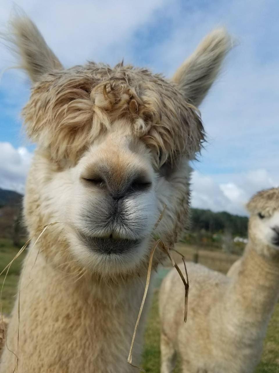 ホテルThe Little Farm Coromandel エクステリア 写真