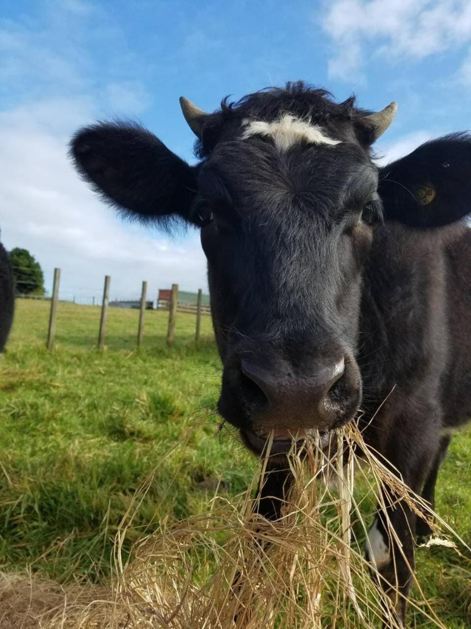 ホテルThe Little Farm Coromandel エクステリア 写真