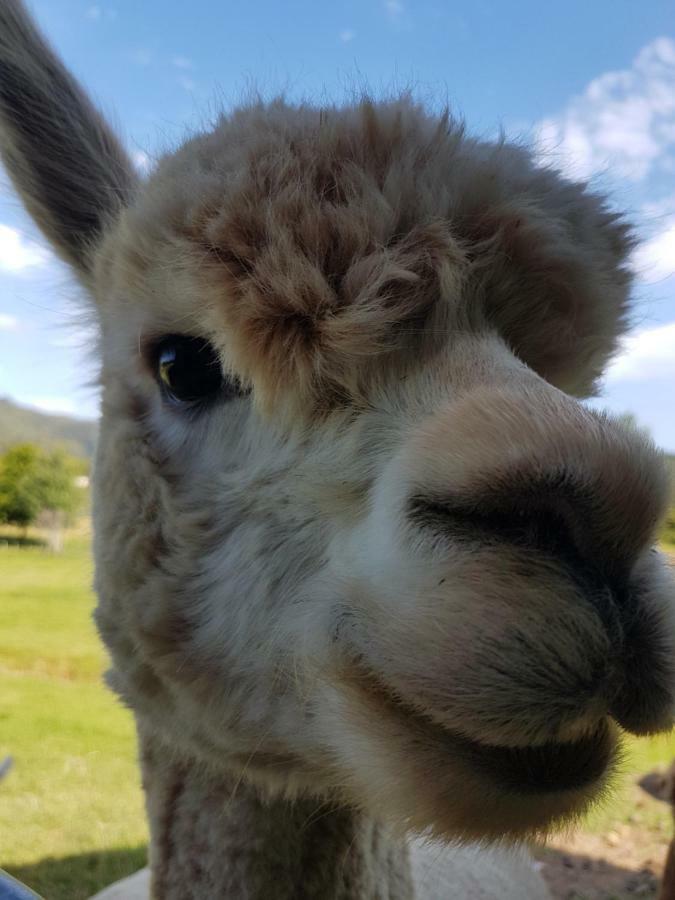 ホテルThe Little Farm Coromandel エクステリア 写真